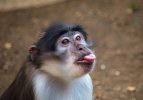 monkey.jpg